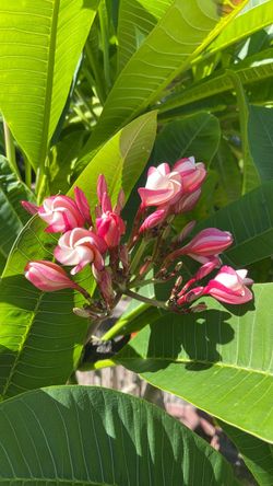 Large plumeria tree and planter. Two large stems of pink flowers and one stem of white blooming flowers.