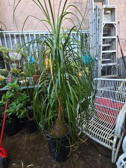 Ponytail plant 63"