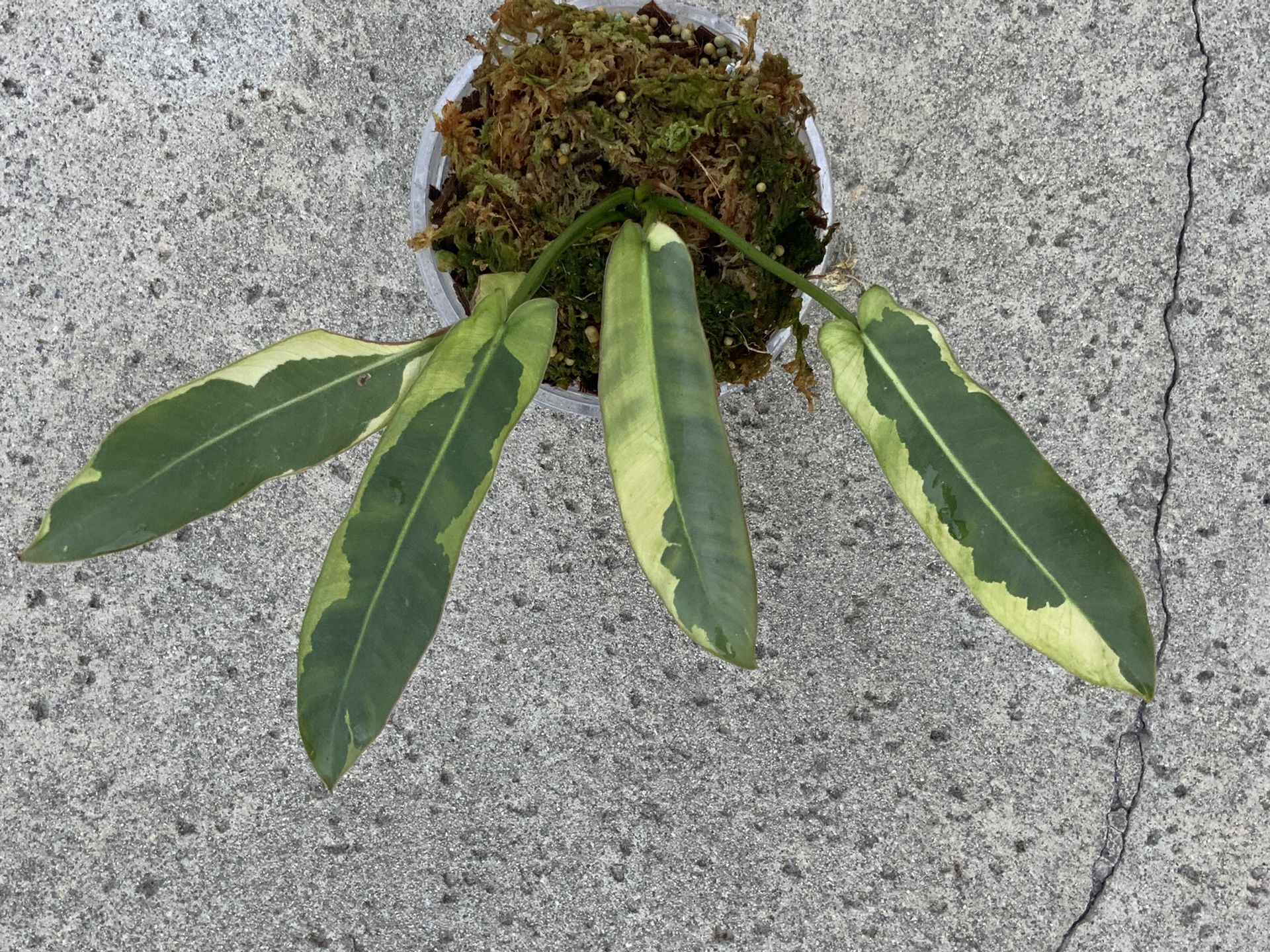 Philodendron Atabapoense Variegated Rooted