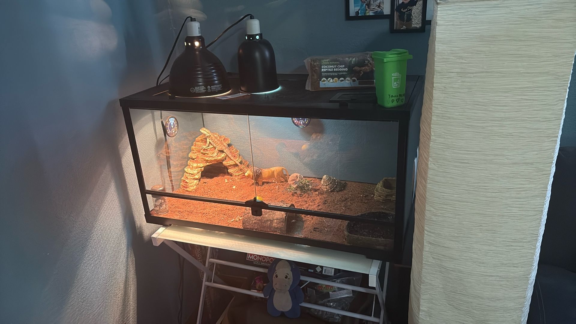Two Bearded Dragons And Glass Cages $200 Each Or Best Offer