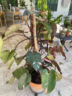 Large Philodendron Pink Lady