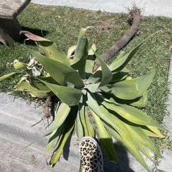 FOX TAIL ALOE
