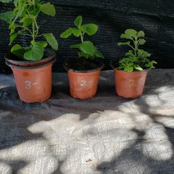 Vaparu  Or Vick Plant