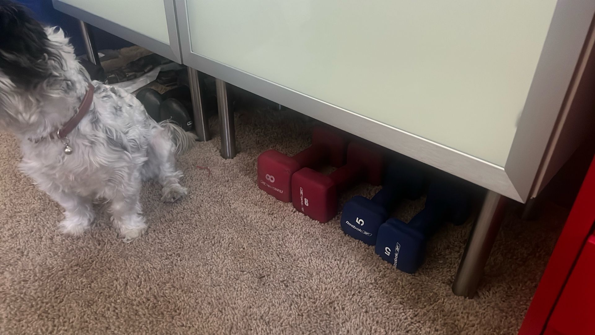 Barbells / Dumbbells 