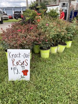 KNOCKOUT ROSES