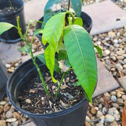 unknown mango tree from seeds