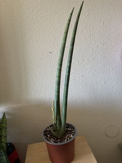 Snake plant Blooming  💐