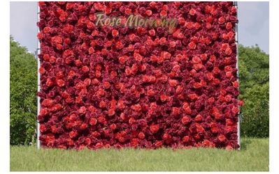 Rose Wall , Red And White 