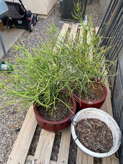 2 Large Pencil Cactus