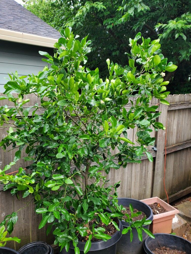 Kaffir Lime Tree  