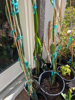 Ax Lisa purple haze Thai white Wendy Williams TALL Dragon Fruit Rooted Plants