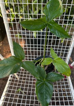 Beautiful Syngonium  plant
