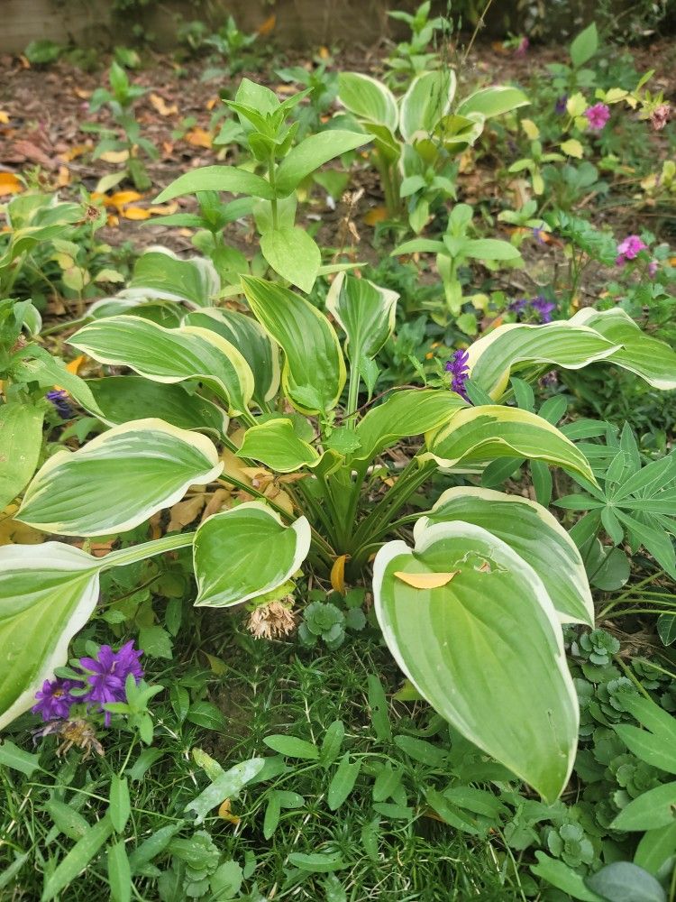 Hosta plants