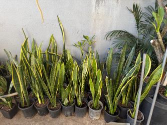 Snake plant