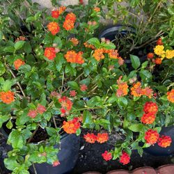 5 Gal Lantanas