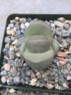Succulents 2.5”