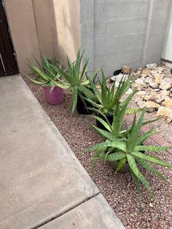 Aloe Vera Plants