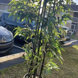 Bamboo Tree