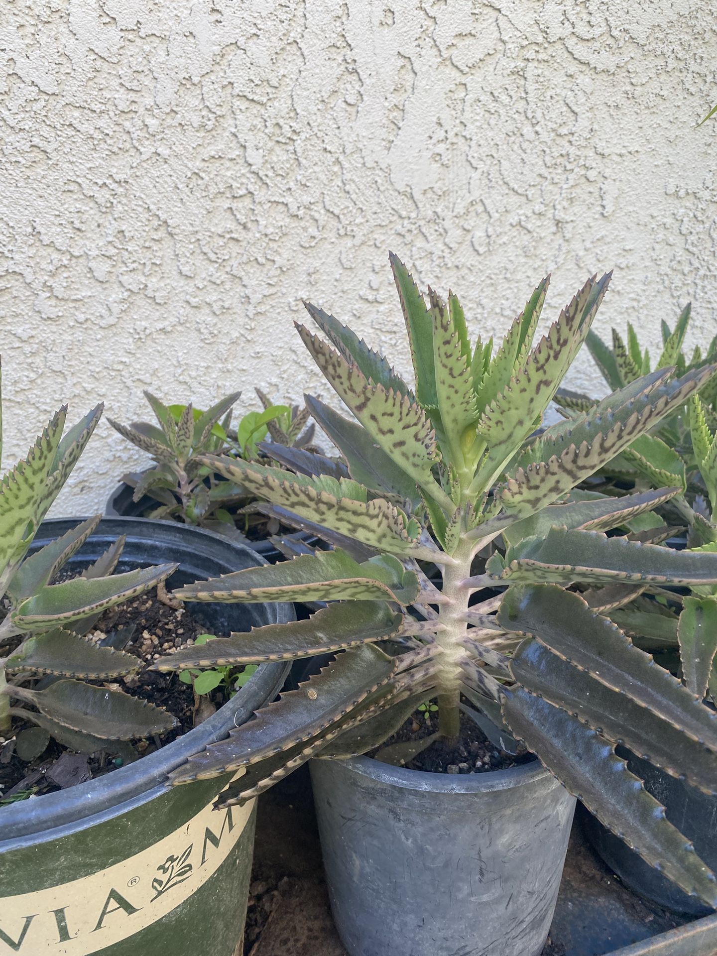 Plantas De Mala Madre O Calanchoe Disponibles