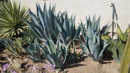 Drought resistant plants ALL SIZES