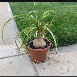 Ponytail Palm 