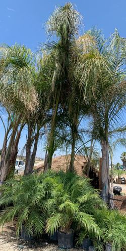 Palm tree 15/20 ft