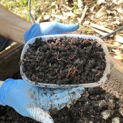 Live Red Wiggler Worms | Fishing Bait | Composting Worms | Vermicomposting | Organic Garden Worms  