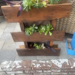 Succulent Wall