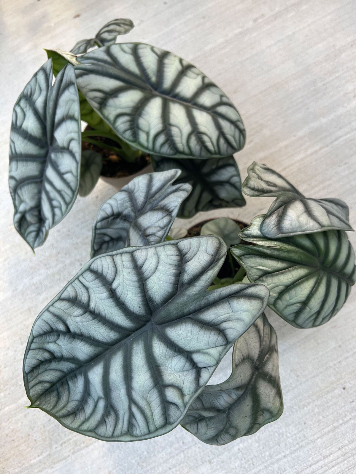 Alocasia Silver Dragon β Rare Aroid Starter Plant, Metallic Foliage Houseplant, Live Indoor Plant (No Pot)
