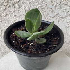 6 Inch Pot Succulent Plant - Crassula Fallwood - Rare Hybrid Succulent - Rooted & Stablished Plant - Drought Resistant 🪴