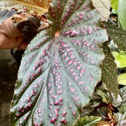 Pink Mink Begonia Plant