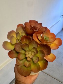 Fake Succulent Plant