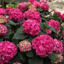 Endless Summer Crush Red Hydrangeas At Wholesale Prices 