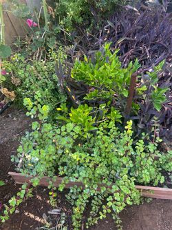 Elephant Bush Portulacaria afra Succulent Cactus Live Plant
