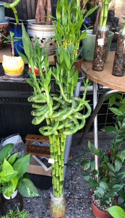 Chinese lucky bamboo for indoor plant only