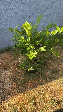 Arbol Lemon Mexican