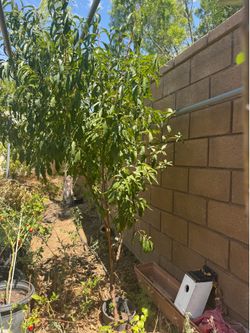 Peach tree