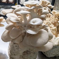 Field Oyster Mushroom 