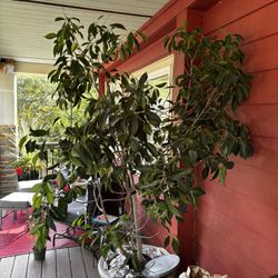 Ficus Benjamina Real - Pending Pick Up