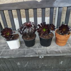 Black rose succulent plants