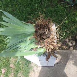 Purple Bearded Irises 