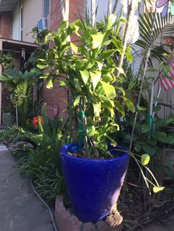 Blue pot with beautiful plant