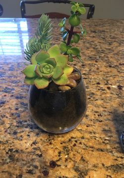 Beautiful succulent