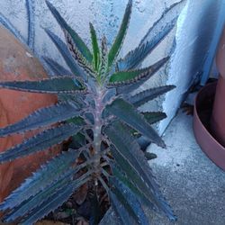 BOGO - Mother Of Millions Plant 