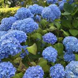 Hydrangea Stems-weddings And Other Events
