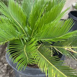 Sago Palm