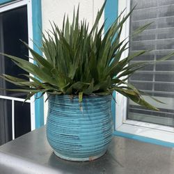 Nice Outdoor Potted Plant In Ceramic Planter