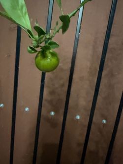 Calamansi tree
