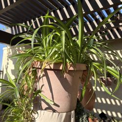 Varigated Spider Plant $10