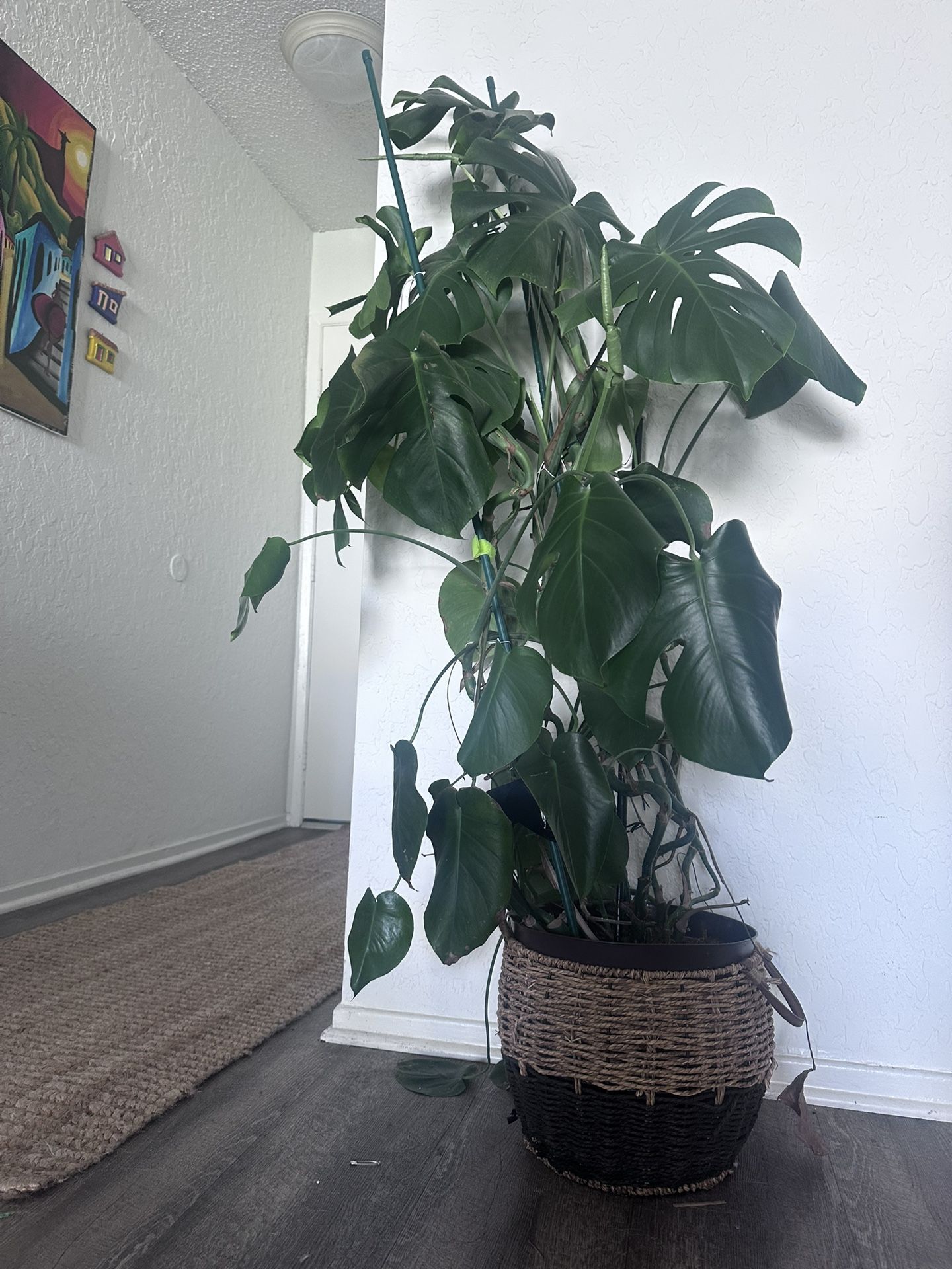 Giant monstera Plant